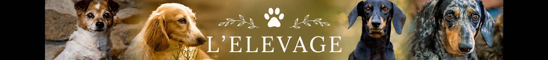 elevage-teckels-du-beau-rocher-